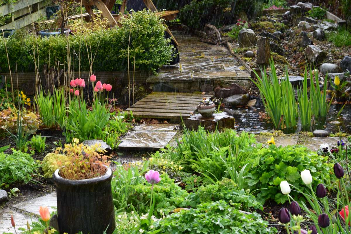 Jardins de pluie avec des plantes